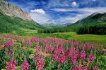 Colorado - Gothic Fireweed