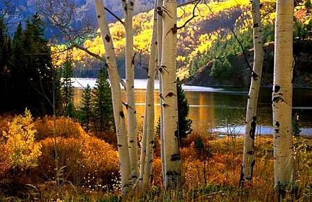 tn_Aspens__Shade__1394_1.jpg